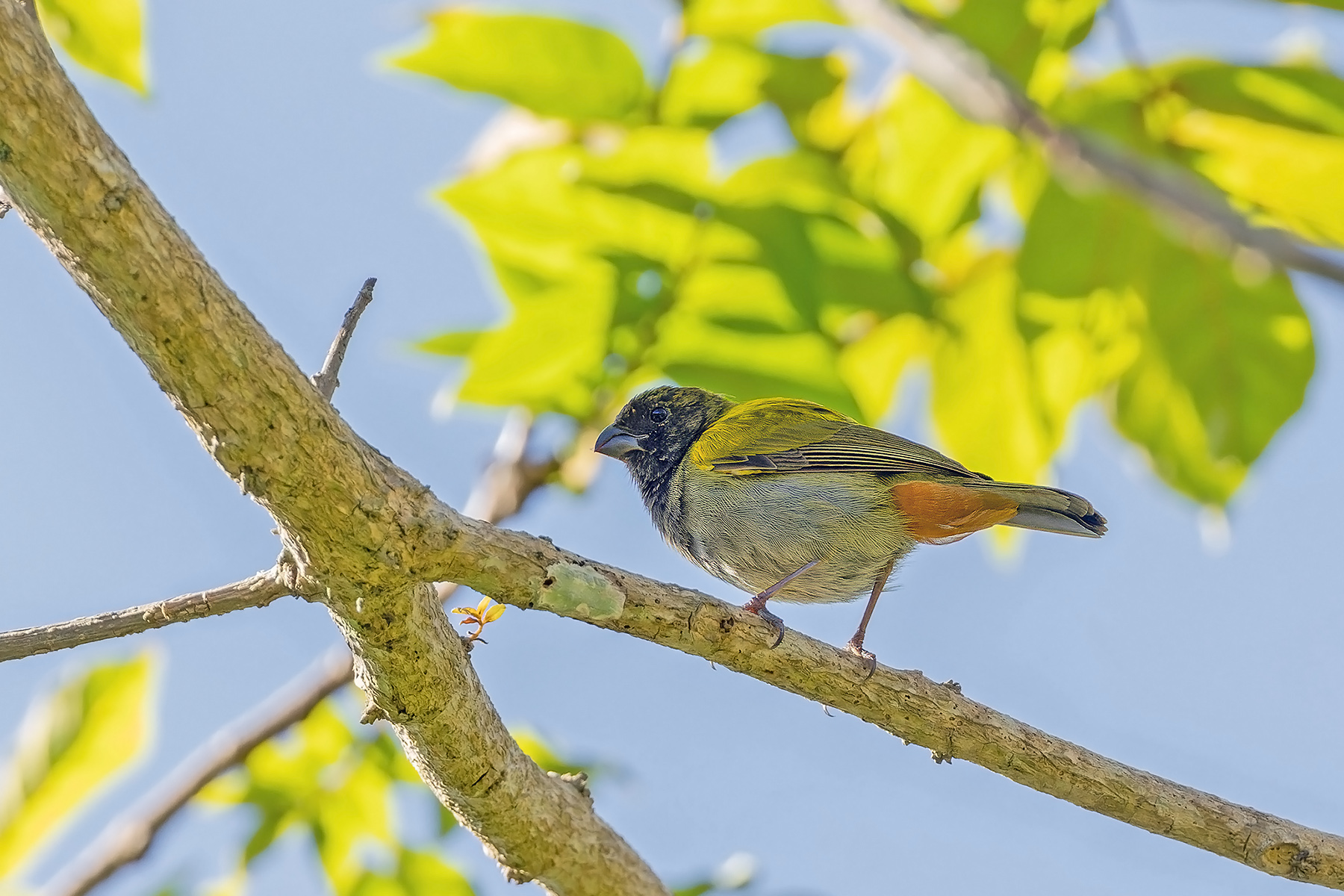Yellow-shouldered Grassquit (image by Pete Morris)