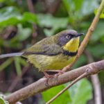 Yellow-throated Apalis (image by Pete Morris)