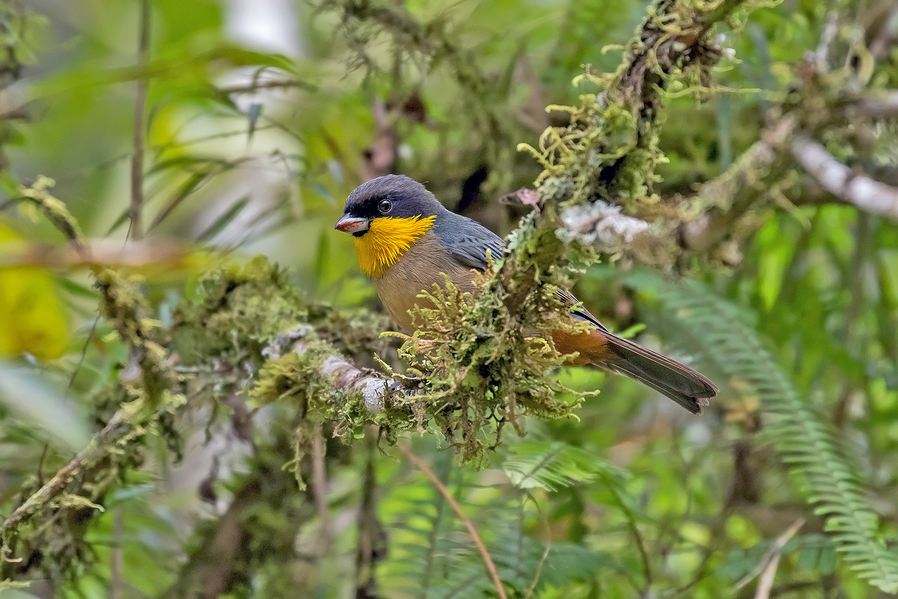 Yellow-throated Tanager (image by Pete Morris)