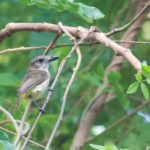 Yellow-throated Whistler (ssp. compar) on Leti (image by Craig Robson)