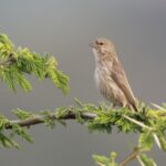 Yemen Serin (image by John Oates)