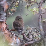 Yungas Pygmy Owl (image by János Oláh)