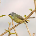 Yungas Tyrannulet (image by Leo Garrigues)