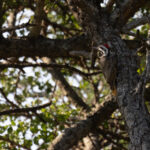Bearded Woodpecker (image by Simon Mitchell)