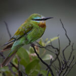 Blue-cheeked Bee-eater (image by Simon Mitchell)