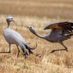 Blue Cranes (image by Simon Mitchell)