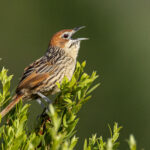 Cape Grassbird (image by Simon Mitchell)