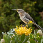 Cape Sugarbird (image by Simon Mitchell)