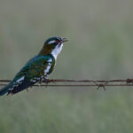 Diederik Cuckoo (image by Simon Mitchell)