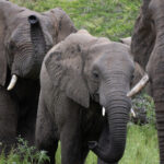 African Elephant (image by Simon Mitchell)