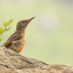 Ground Woodpecker (image by Simon Mitchell)