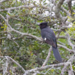 Jacobin Cuckoo (image by Simon Mitchell)