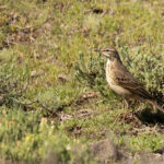 Mountain Pipit (image by Simon Mitchell)