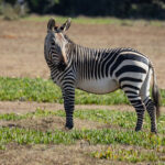 Mountain Zebra (image by Simon Mitchell)
