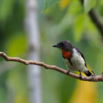Blue-cheeked (or Red-chested) Flowerpecker (image by Mark Van Beirs)