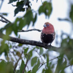 Pink-throated Twinspot (image by Simon Mitchell)