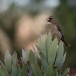Protea Canary (image by Simon Mitchell)