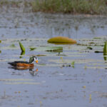 African Pygmy Goose (image by Simon Mitchell)