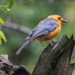 Red-capped Robin-Chat (image by Simon Mitchell)