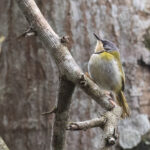 Rudd's Apalis (image by Simon Mitchell)