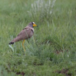 African Wattled Lapwing (image by Simon Mitchell)