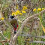 Swee Waxbill (image by Simon Mitchell)