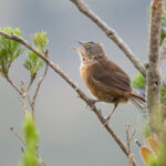 Victorin's Warbler (image by Simon Mitchell)