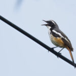 White-throated Robin (image by Simon Mitchell)