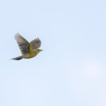 Yellow-breasted Pipit (image by Simon Mitchell)