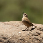 Yellow-tufted Pipit (image by Simon Mitchell)