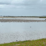 A large Bar-tailed Godwit flock (image by Dave Howes)