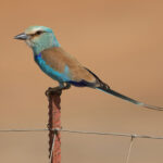Abyssinian Roller (image by Nik Borrow)