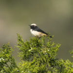 Abyssinian Wheatear (image by Mark Beaman)