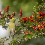 Abyssinian White-eye (image by Mark Beaman)