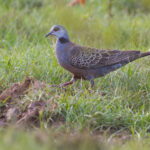 Adamawa Turtle Dove (image by Nik Borrow)