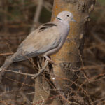 African Collared Dove (image by Nik Borrow)