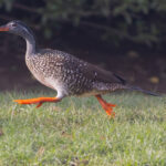 African Finfoot (image by Nik Borrow)