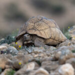 African Spurred Tortoise, the third largest tortoise in the world! (image by Mark Beaman)