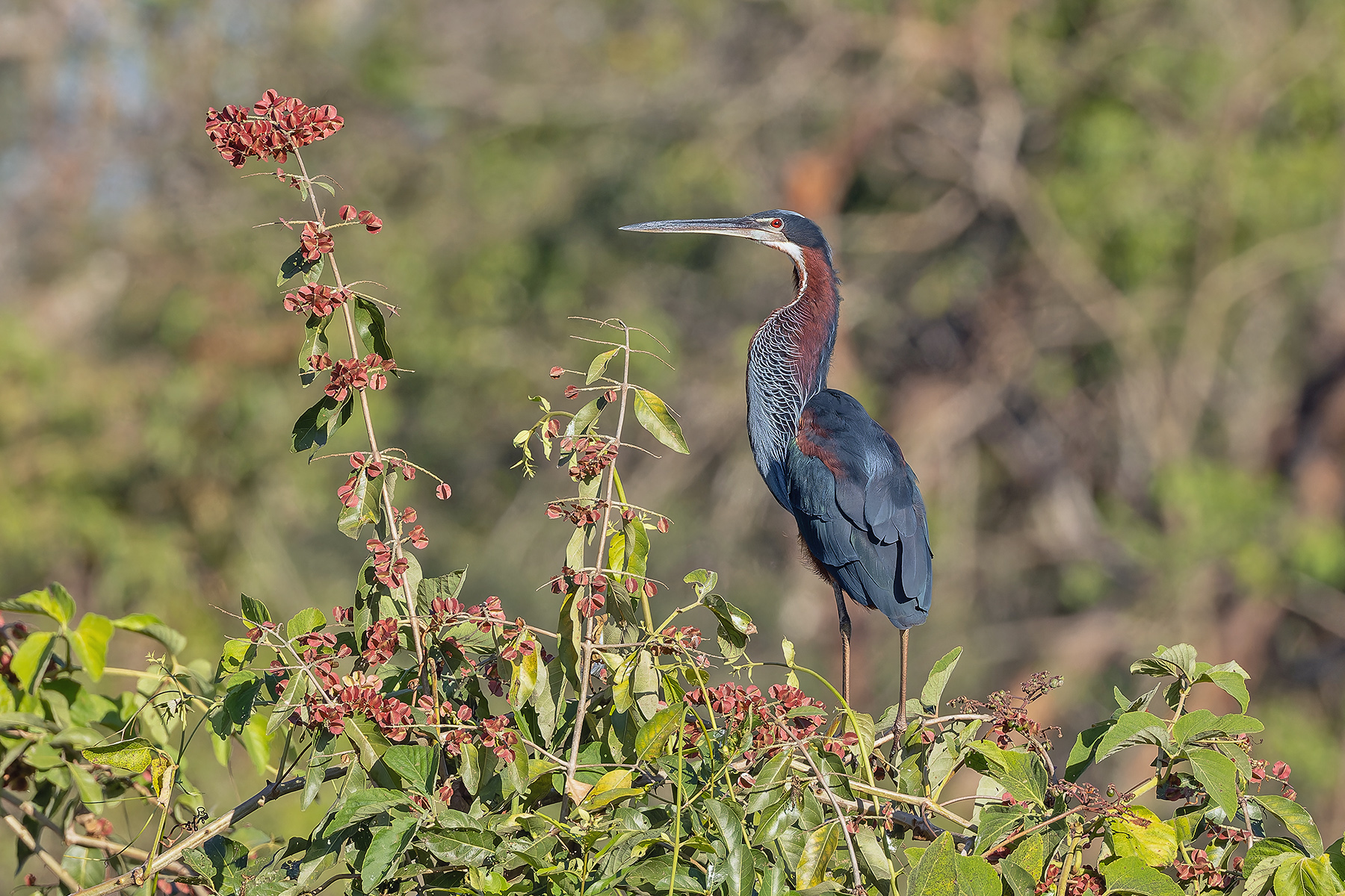 Agami Heron (image by Pete Morris)