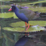 Allen's Gallinule (image by Nik Borrow)
