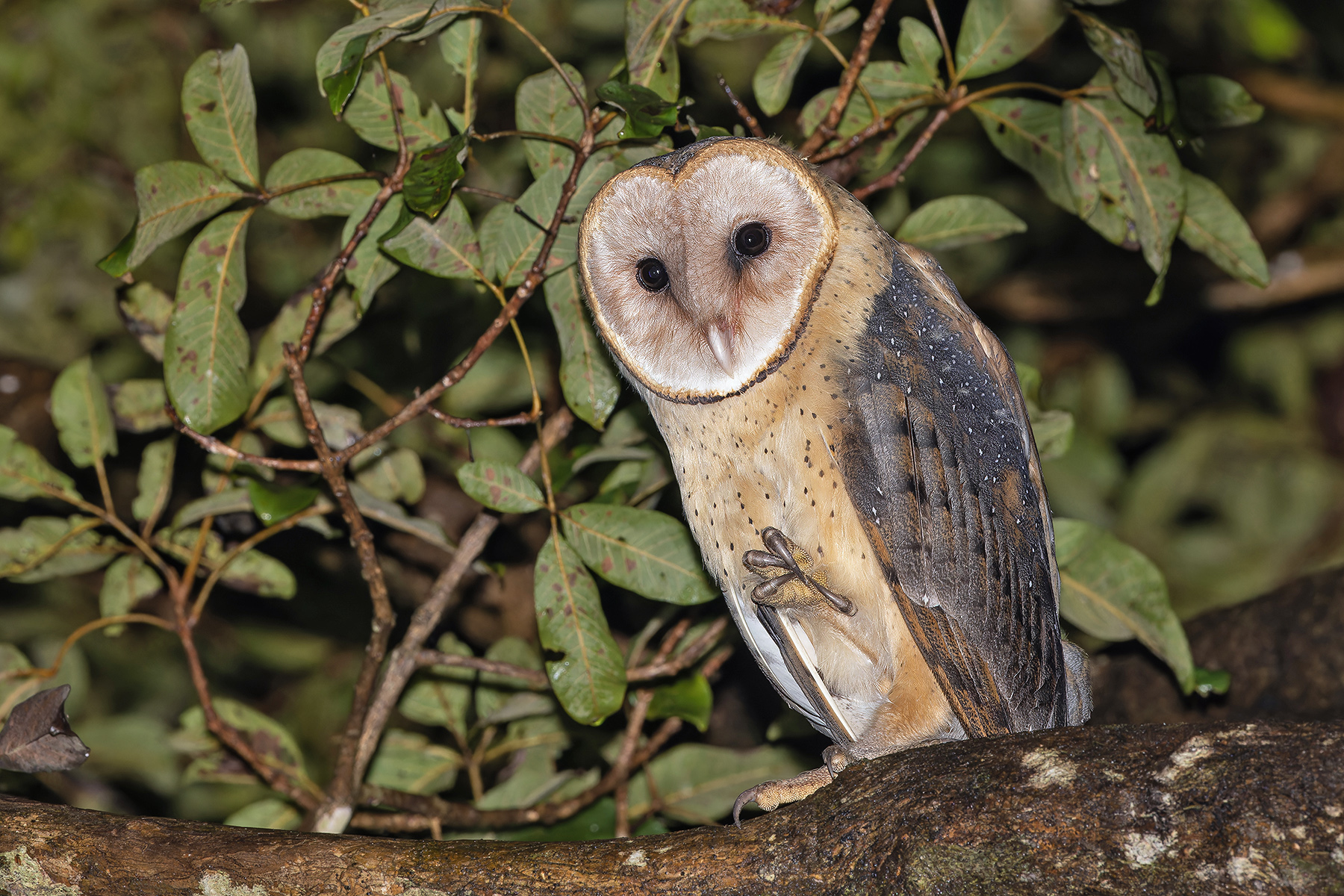 American Barn Owl (image by Pete Morris)