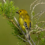 Arabian Golden Sparrow (image by Mark Beaman)