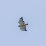Archer's Buzzard (image by Mark Beaman)