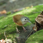 Ashy-headed Babbler (image by Mark Van Beirs)
