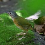 Ashy-headed Babbler (image by Paul Matson)
