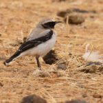 Atlas Wheatear (image by Nik Borrow)