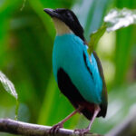 Azure-breasted Pitta (image by Rob Rackliffe)