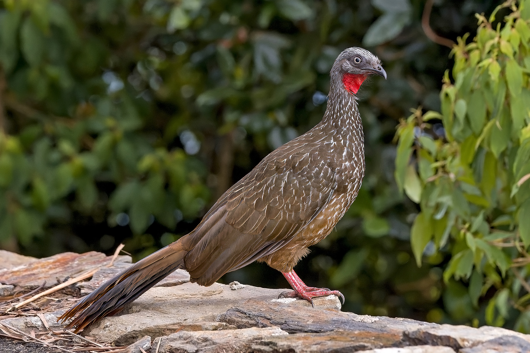 Band-tailed Guan (image by Pete Morris)