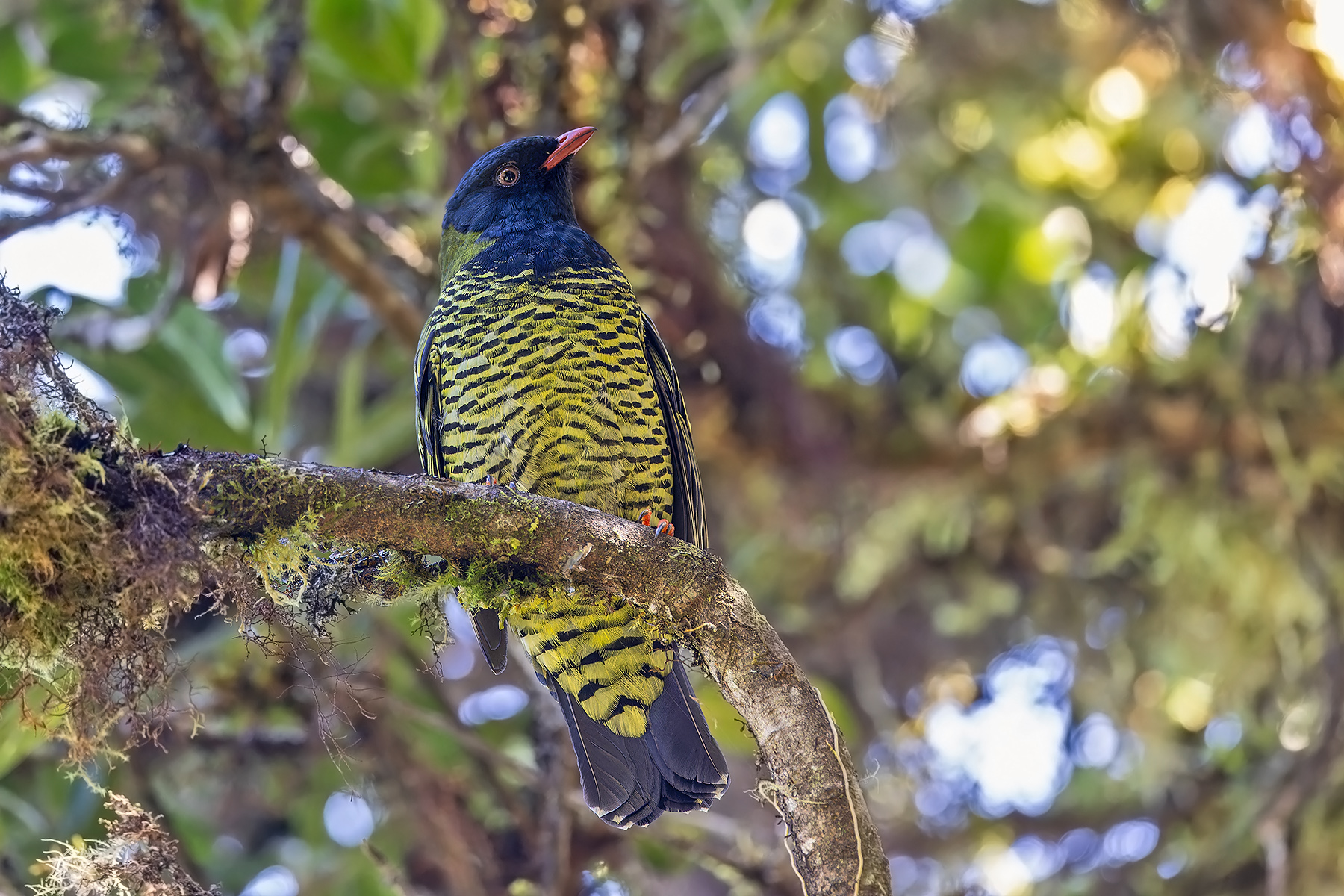 Barred Fruiteater (image by Pete Morris)
