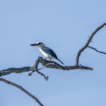 Beach Kingfisher (image by Mark Beaman)